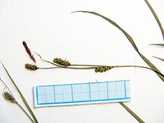 Carex augustinowiczii