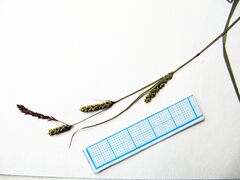 Carex augustinowiczii