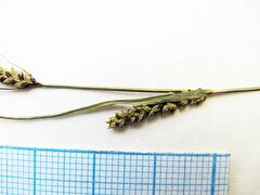 Carex augustinowiczii