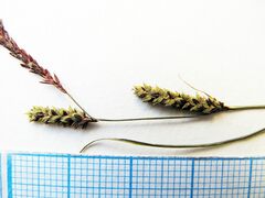 Carex augustinowiczii