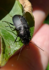 Licinus