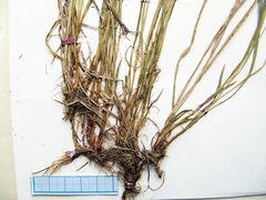 Carex augustinowiczii