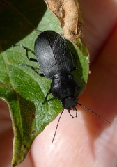 Licinus
