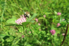 Bombus humilis