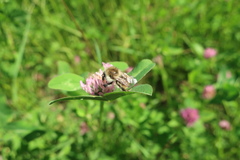 Bombus humilis