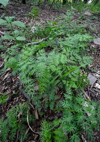 Tachiroe’s rupiphila (Rupiphila tachiroei)