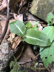 Zeuxine integrilabella