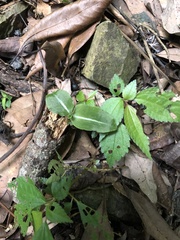 Zeuxine integrilabella