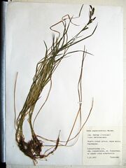 Carex augustinowiczii