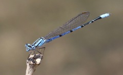 Enallagma semicirculare