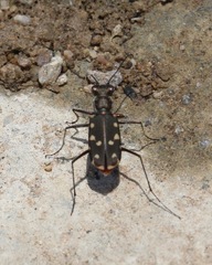Cicindela sedecimpunctata sedecimpunctata