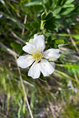 Clematis hexapetala