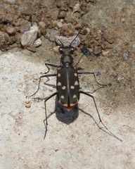 Cicindela sedecimpunctata sedecimpunctata