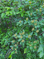 Spiraea ouensanensis