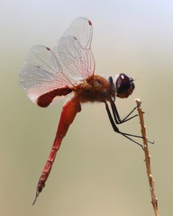 Tramea insularis