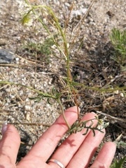 Smelowskia alba