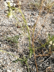 Smelowskia alba