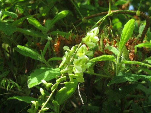 Wisteria japonica f. alborosea iNat (1)