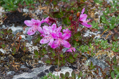 Rhododendron lapponicum
