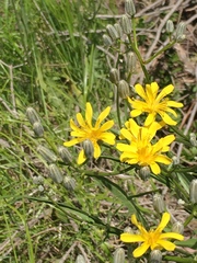 Crepis occidentalis