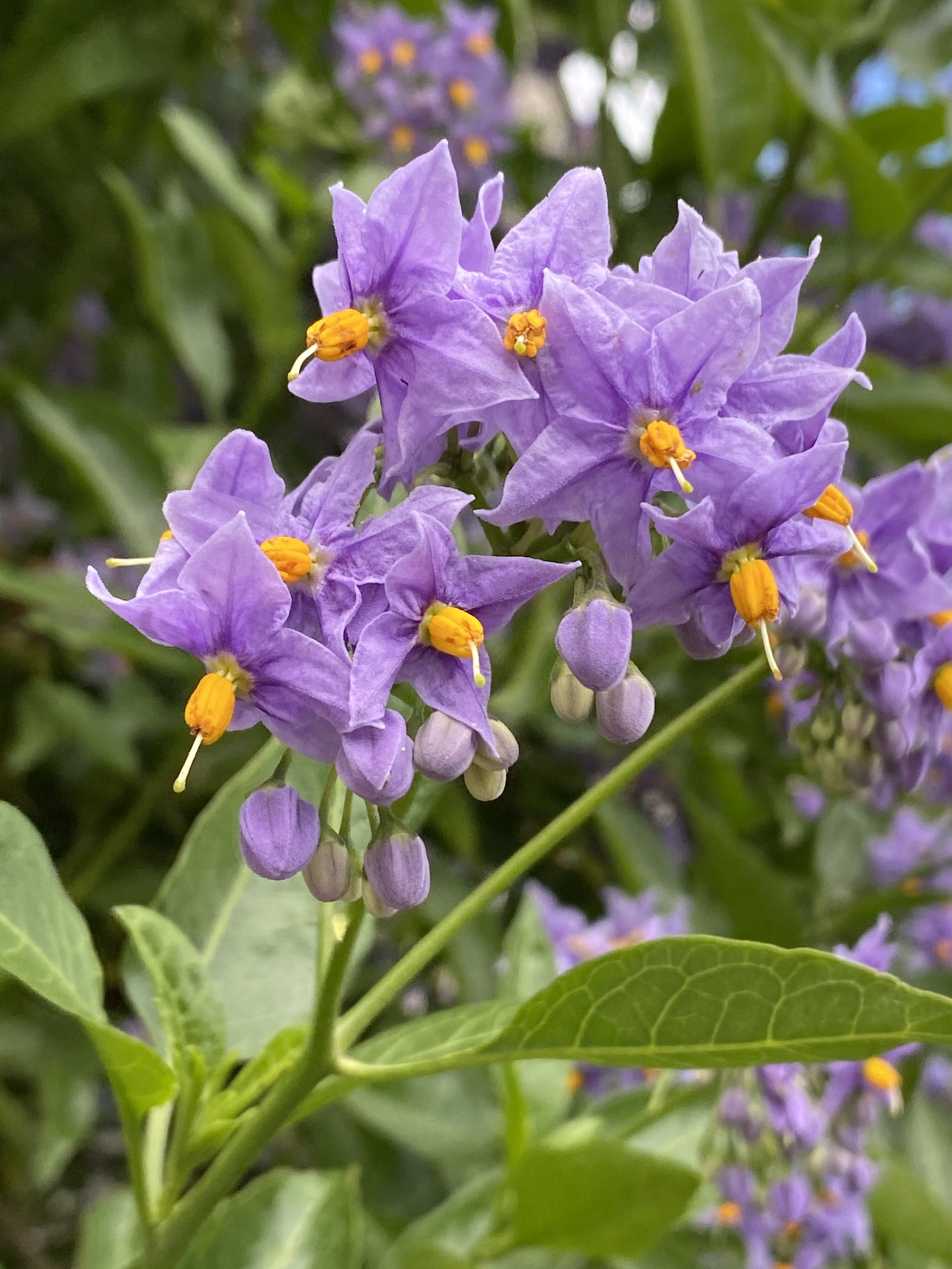 Solanum crispum