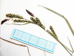 Carex augustinowiczii