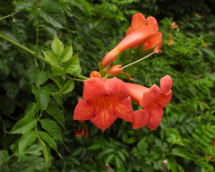 Campsis × tagliabuana