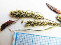 Carex augustinowiczii