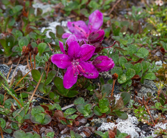 Rhododendron lapponicum
