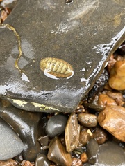 Lepidochitona cinerea