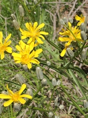 Crepis occidentalis