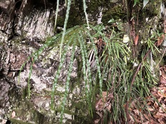 Pteris longipinna