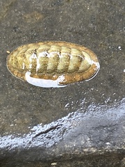 Lepidochitona cinerea