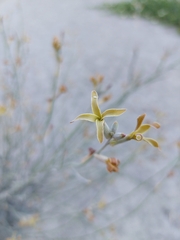 Matthiola chorassanica