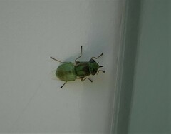 Hedriodiscus trivittatus