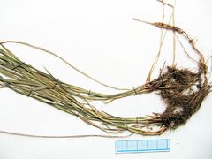 Carex augustinowiczii