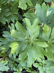 Podophyllum