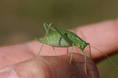 Odontura glabricauda