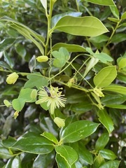 Protandrena passiflorae