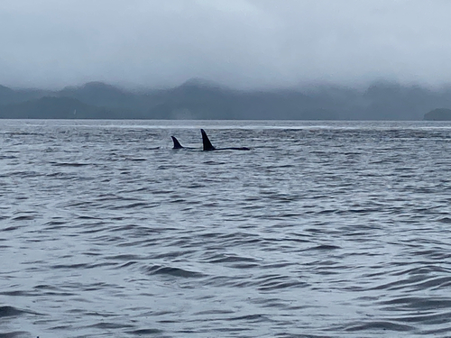 Orca