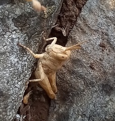 Aiolopus strepens