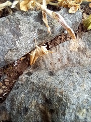 Aiolopus strepens