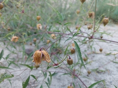 Clematis ladakhiana