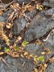 Aiolopus strepens