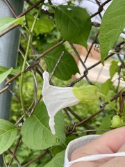 Calystegia silvatica fraterniflora