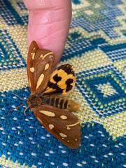 Arctia aulica