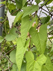 Calystegia silvatica fraterniflora