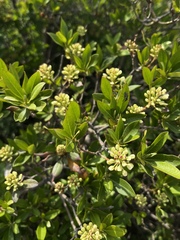 Rhododendron micranthum