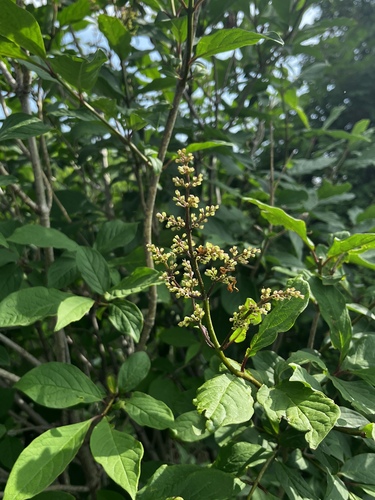 Villous lilac (Syringa villosa)