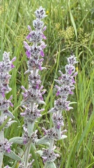 Stachys cretica